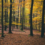 05_The_3_Laws_of_Nature_banner