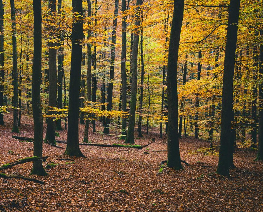 05_The_3_Laws_of_Nature_banner